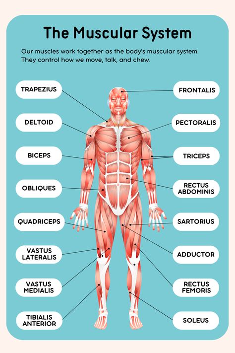 Integumentary System Notes Nursing, Musculoskeletal System Nursing Notes, Muscular System Notes, Muscular System Diagram, Neuromuscular Junction Notes, Muscular System Anatomy, Learn Biology, Nursing Exam, Family Nurse Practitioner