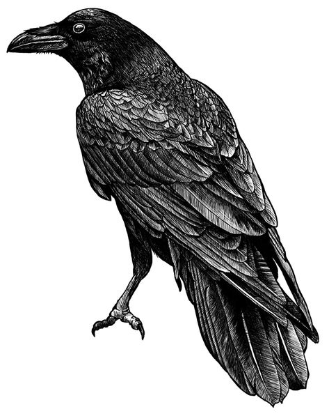 Crow Scientific Illustration, Raven Illustration Drawing, Crow Illustration Vintage, Raven Ink Drawing, Crow Ink Drawing, Raven Head Drawing, Raven Art Drawing, Raven Drawing Sketch, Raven Line Art