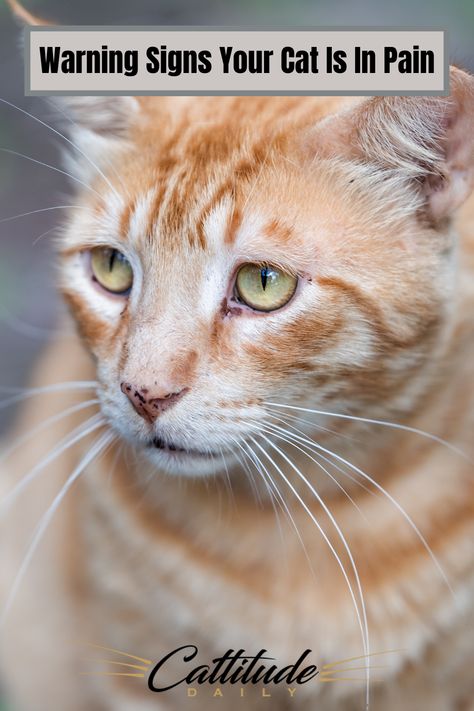 Whether you think your cat is in pain or not, every cat owner should learn to recognize these signs that something isn’t right. #cattitudedaily #cats #cathealth #cat Cat Health Problems, Cat Illnesses, Cat Advice, Kitten Drawing, Cat Health Care, Natural Therapy, Cat Owner, Cat Behavior, Cat Facts