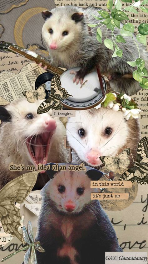 my beloveds <333 #possums #possum Possum Aesthetic Wallpaper, Cute Possums, Possum Party Ideas, Cute Possum, Opposum Wallpaper, Possum Wallpaper Iphone, Opossum Wallpaper, Possum Aesthetic, Possum Wallpaper