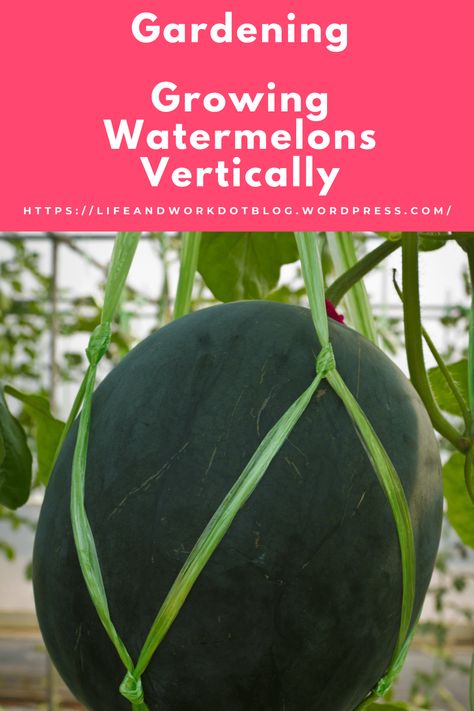 Growing Watermelons Vertically To Save Space Watermelon Hammock, Watermelon Vines, Watermelon Leaves, Grow Vertically, Harvest Garden, How To Grow Watermelon, Garden Mulch, Watermelon Plant, Space Garden