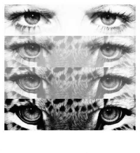 Transformation at its best... A simple pair of human eyes transformed to one of natures strongest most powerful animals just in two stages! Disguise Art, Powerful Animals, Desert Snow, Metamorphosis Art, Realistic Eye Drawing, A Level Photography, Art Alevel, Human Eyes, Gcse Art