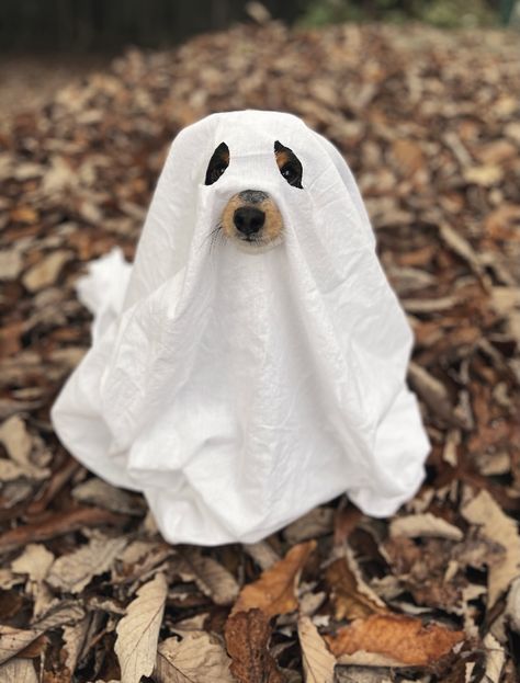 A small dog dressed up as a ghost. The costume is a white blanket with holes cut for the eyes and snout. Cutest Halloween Costumes, Last Minute Halloween Party, Halloween Costumes For Dogs, Costumes For Dogs, Smartest Dog Breeds, Ghost Costume, Ghost Dog, Adorable Puppies, Baby Dogs