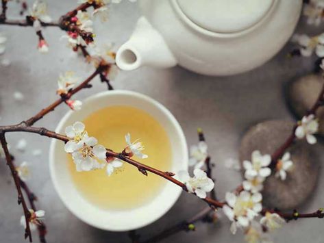 10 Impressive Benefits of White Tea White Tea Benefits, Tea Plant, Homemade Syrup, Health Tea, Tea Brands, Tea Benefits, Types Of Tea, A Cup Of Tea, Oolong Tea