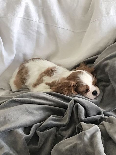 King Spaniel, King Charles Puppy, Cavalier King Charles Dog, King Charles Dog, King Charles Cavalier Spaniel Puppy, Cocker Spaniel Puppies, Spaniel Puppies, Spaniel Dog