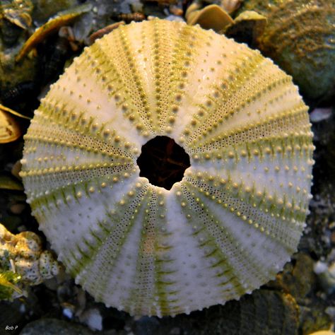 Sea Urchin Skeleton, Abstract Textiles, Sea Urchins Art, Sea Biscuit, Yellow Sea, Sea Urchins, Time And Tide, Sea Urchin, Ocean Creatures