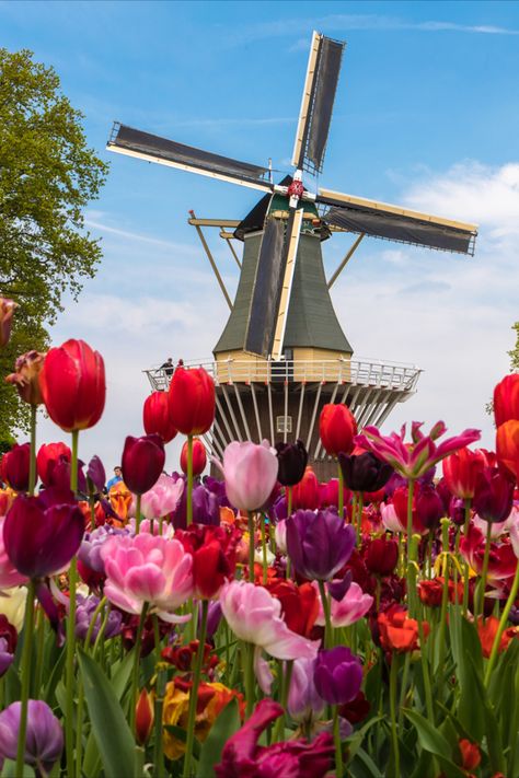 Netherlands Windmills, Windmills Photography, Corner Garden Ideas, Keukenhof Gardens, Outdoor Sanctuary, Aesthetic Garden, Travel Oklahoma, Dutch Windmills, Corner Garden