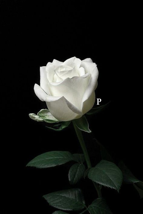 I decided to put only 1 initial but i still gonna make the initials in... | flower wallpapers | TikTok Wallpapers Tiktok, Wallpaper Letter, Flower Wallpapers, Letter P, Only 1, White Rose, I Decided, Initials, Wallpapers