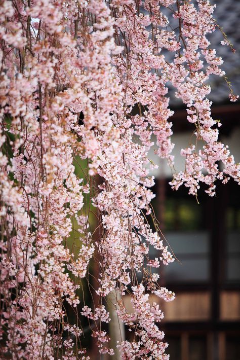 . Weeping Cherry Tree, Weeping Cherry, Japanese Cherry Tree, Cherry Blossom Japan, Cherry Trees, Sakura Cherry Blossom, Garden Trees, Cherry Tree, Flowering Trees