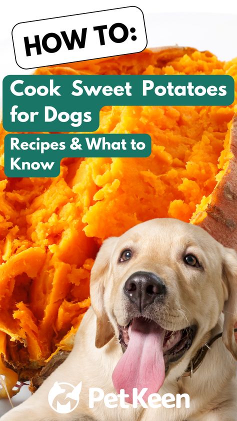 Understanding how to cook sweet potatoes for your dog is crucial for getting the most out of these nutritious tubers. Keep reading to learn about simple but delicious recipes you can try at home. Sweet Potato Dog Recipes, Home Cooking For Dogs, Sweet Potato Recipes For Dogs, Sweet Potato For Dogs, Sweet Potato Dog Food Recipe, Baked Sweet Potato Oven, Rowdy Yates, Best Chicken Seasoning, Crock Pot Sweet Potatoes