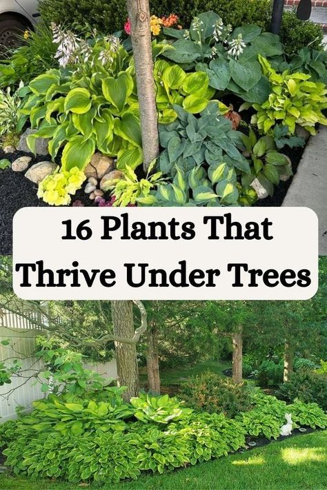 If you have a shady yard with trees, you can still have a stunning garden. Discover 16 plants that thrive under trees and create a vibrant and beautiful landscape. Shaded Area Landscaping, Medium Size Trees For Landscaping, Flower Bed Trees, Base Of Tree Landscaping, Zone 8b Landscaping, Flowers Under Tree, Ornamental Trees Landscaping, Yard With Trees, Large Garden Design