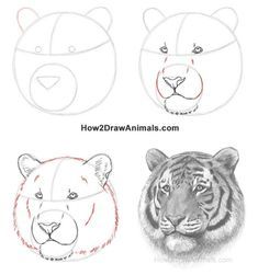 How to draw a tiger portrait from How2DrawAnimals #tigerart #pencildrawings #artdrawings #drawingtechniques Tiger Art Drawing, Head Step By Step, Draw A Tiger, Tiger Portrait, Tiger Drawing, Animal Drawings Sketches, Tiger Art, Tiger Head, Pencil Art Drawings