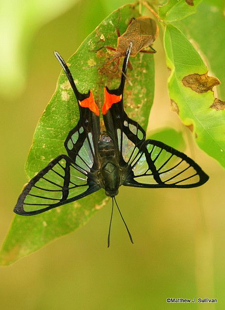 Octauius Swordtail (Chorinea octauius) is a species of butterfly of the Riodinidae family. It is found in South America. Transparent Wings, Glasswing Butterfly, Borboleta Tattoo, Cool Insects, Moth Caterpillar, Almighty Allah, Flying Flowers, Cool Bugs, Beautiful Bugs