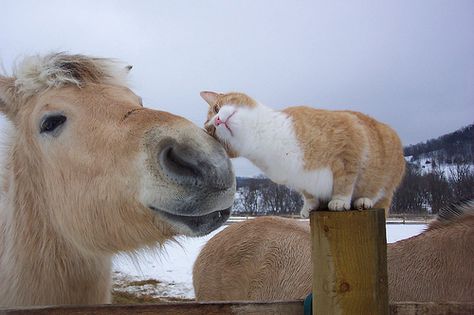 Coyote Junior cuddling with the Fjords at The Kickapoo Valley Ranch Cat Video Funny, Cat And Horse, Cat Videos Funny, Funniest Cat, Cutest Cat, Horse Videos, Pretty Animals, Creature Comforts, Silly Animals