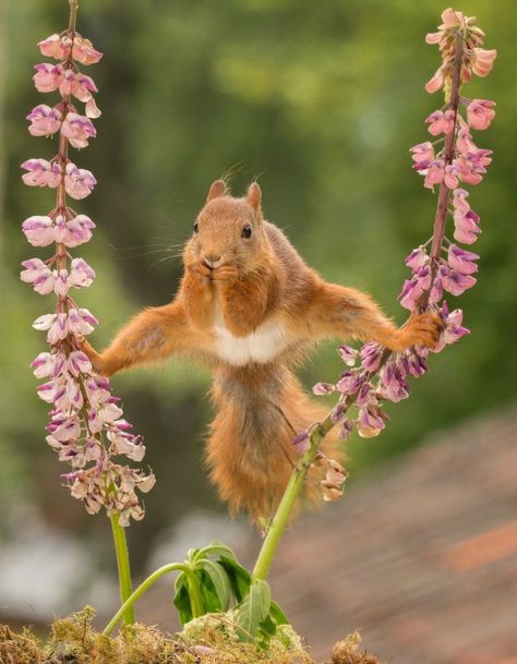 Animal Antics, Cute Squirrel, A Squirrel, Red Squirrel, Cute Creatures, Sweet Animals, Funny Animal Pictures, Chipmunks, 귀여운 동물