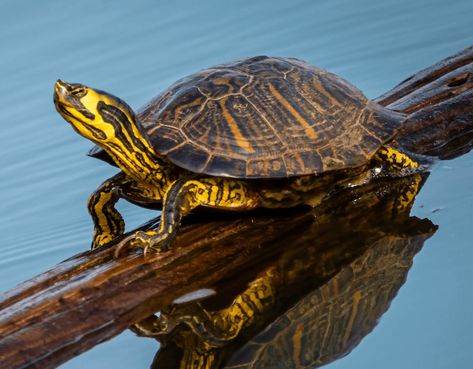 Yellow-Bellied Slider: Everything You Need To Know - More Reptiles Yellow Belly Slider Turtle, Yellow Belly Turtle, Yellow Bellied Slider, Tortoise Art, Slider Turtle, Tortoise Care, Turtle Habitat, Red Eared Slider, Body References