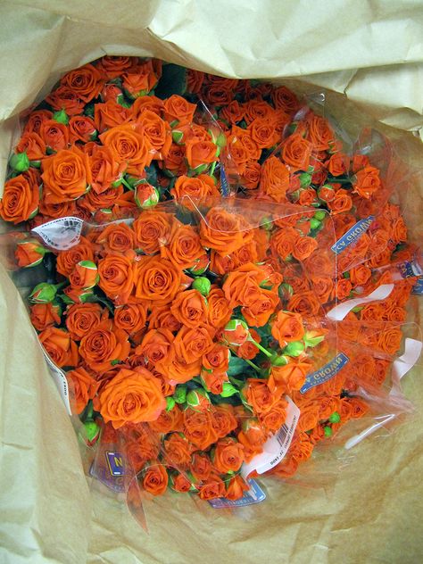 Orange Spray Roses Flower Colors, Orange Roses, Spray Roses, Wedding Stuff, Fall Wreath, Colorful Flowers, Flower Arrangements, Roses, Spray