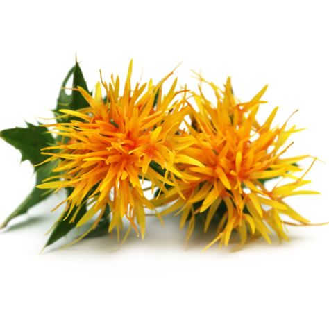 Safflower Oil | Moksha Lifestyle Products Skin Care Spa, Cooking Oils, Oil Skin Care, Safflower Oil, Oil Moisturizer, Mineral Sunscreen, Oil Plant, Face Skin Care, Tinted Moisturizer