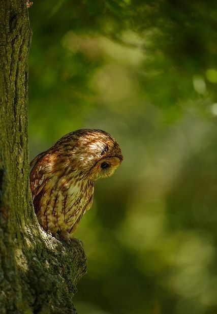 Autumn Green, Tawny Owl, Hoot Owl, Beautiful Owl, Owl Bird, Walk In The Woods, Owl Art, Barn Owl, Cute Owl