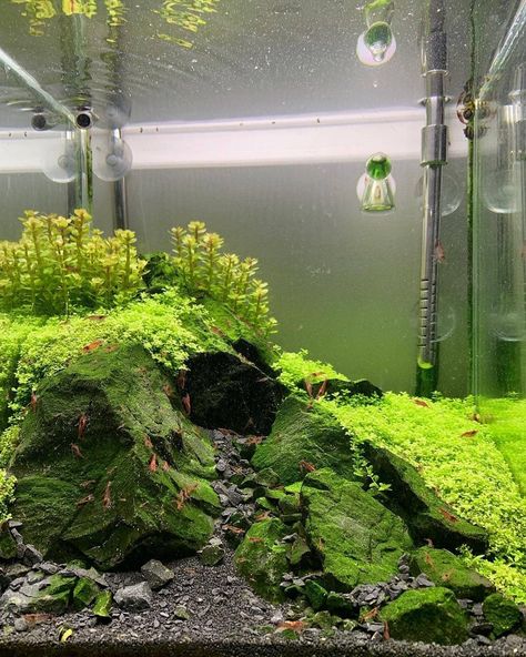 Stone Aquascape, Iwagumi Aquascape, Nano Aquascape, Aqua Scaping, Freshwater Plants, Fish Tank Terrarium, Shrimp Tank, Betta Tank, Aquarium Design