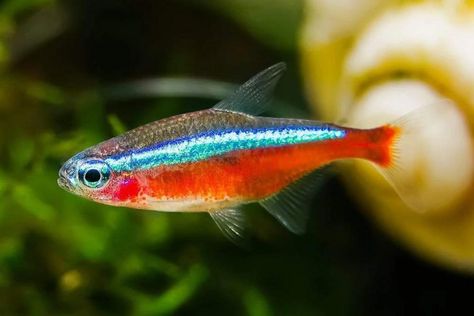 Cardinal Tetra, Fish For Beginners, Neon Tetra Fish, Schooling Fish, Tetra Fish, Neon Tetra, Fish Tank Design, Fresh Water Fish Tank, Fish Breeding