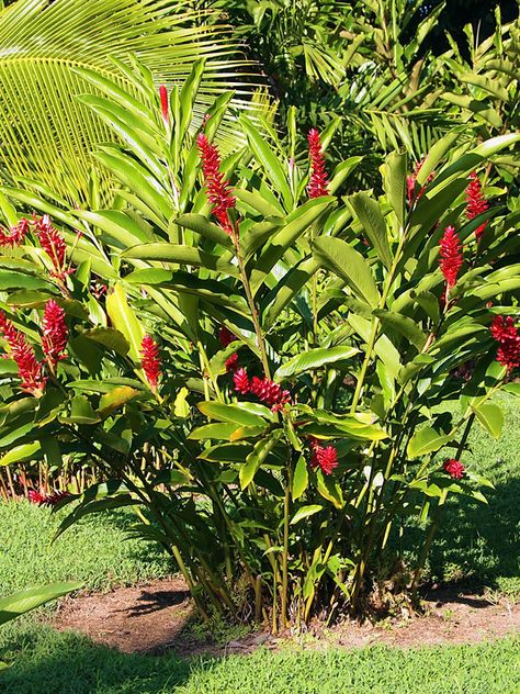 Red Ginger Plant, Ginger Plant Flower, Plants And Their Uses, Ginger Plants, Torch Ginger, Growing Ginger, Shade Tolerant Plants, Tattoo Plant, Ginger Plant