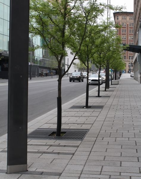 Innovation District, Tree Grate, Streetscape Design, Pavement Design, Paving Pattern, Paving Design, Urban Design Concept, Urban Tree, Urban Landscape Design