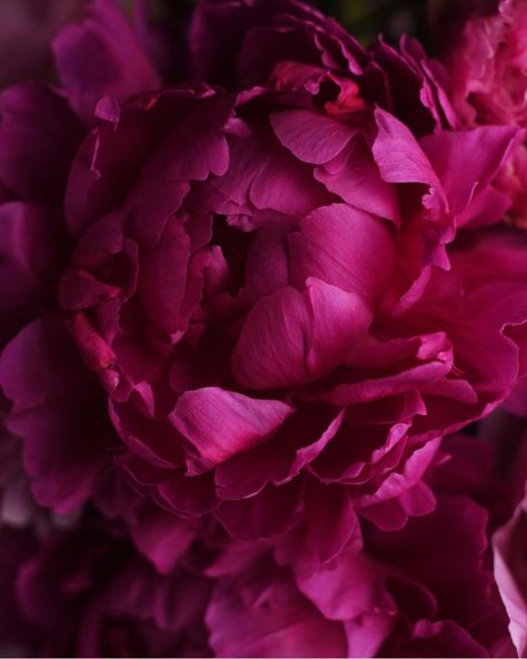 Magenta Roses, Magenta Rose, Love Flowers, Peonies, Pink Flowers, Roses, Wallpapers, Drawings, Flowers