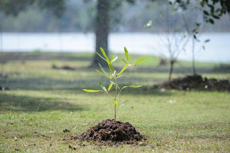 Sapling tree. Nature, new life , #Sponsored, #tree, #Sapling, #life, #Nature #ad Sapling Tree, Tree Sapling, Agriculture Land, Banana Breakfast Smoothie, Life Image, Banana Breakfast, Sushant Singh, Life Nature, Phone Wallpaper Design