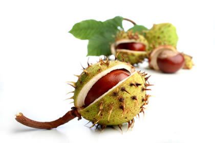 Top 10 Wonderful Health Benefits Of Horse Chestnut Horse Chestnut Benefits, Blueberry Tea, Horse Chestnut, Medical Photos, Chestnut Horse, Organic Matter, Seed Pods, Reference Images, Nature Design