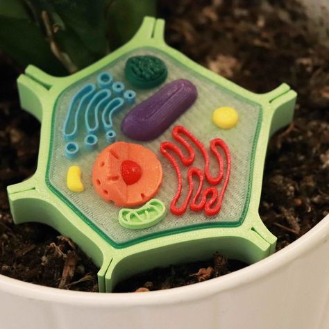 Free 3D file Plant Cell Model (8 Colors)・3D printer model to download・Cults Plant Cell 3d, Typical Plant Cell, 3d Plant Cell, Plant Cell Project, Plant Cell Model, 3d Cell, Science Cells, Cells Project, Biology Projects