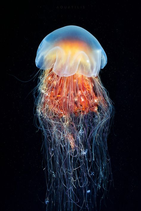 Cyanea capillata from the Sea of Okhotsk Medusa Animal, Types Of Jellyfish, Cool Sea Creatures, Lion's Mane Jellyfish, Jellyfish Illustration, Jellyfish Photography, Jellyfish Decorations, Jellyfish Aquarium, Creature Marine