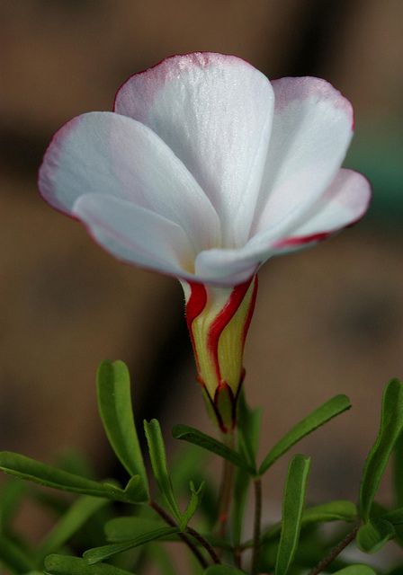 Flowers Valley, Oxalis Versicolor, Rare Flowers, Floral Photo, Favorite Flowers, Foliage Plants, Flowers Plants, Flower Beauty, Flower Photos