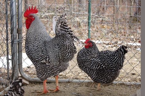 Barred Rock Barred Rock Rooster, Barred Plymouth Rock Chickens, Barred Plymouth Rock, Barred Rock Chickens, Plymouth Rock Chicken, Barred Rock, Chicken Tractors, Plymouth Rock, Chicken Farming