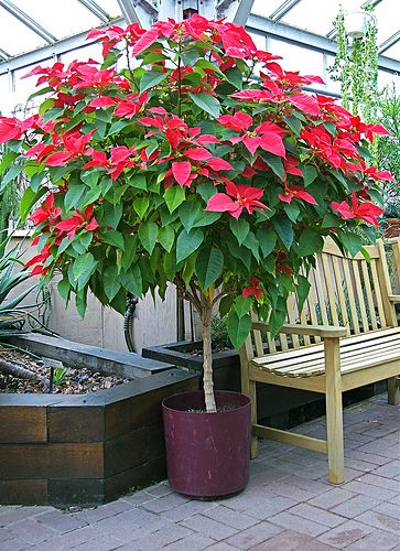 How To Take Care Of Poinsettias, How To Trim Poinsettia Plant, Growing Poinsettia Plants, How To Care For A Poinsettia Plant, Pointsetta Plant Christmas Decor, Poinsettia Tree, Poinsettia Care, Poinsettia Plant, Christmas Plants