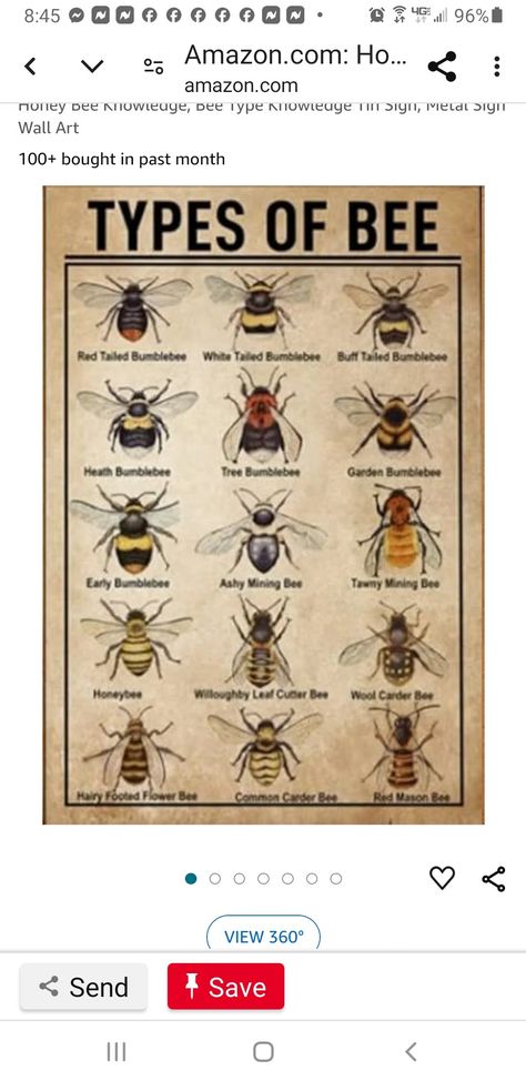 Ashy Mining Bee, Tawny Mining Bee, Wool Carder Bee, Types Of Bees, Mason Bees, Holly Hobbie, Bee Keeping, Types Of Art, Honey Bee