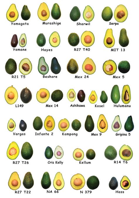 varieties of african avocado Avocado Nutrition Facts, Avocado Varieties, Avocado Types, Avocado Farm, Avocado Nutrition, Avocado Health Benefits, Grow Avocado, Avocado Cream, Farming Business