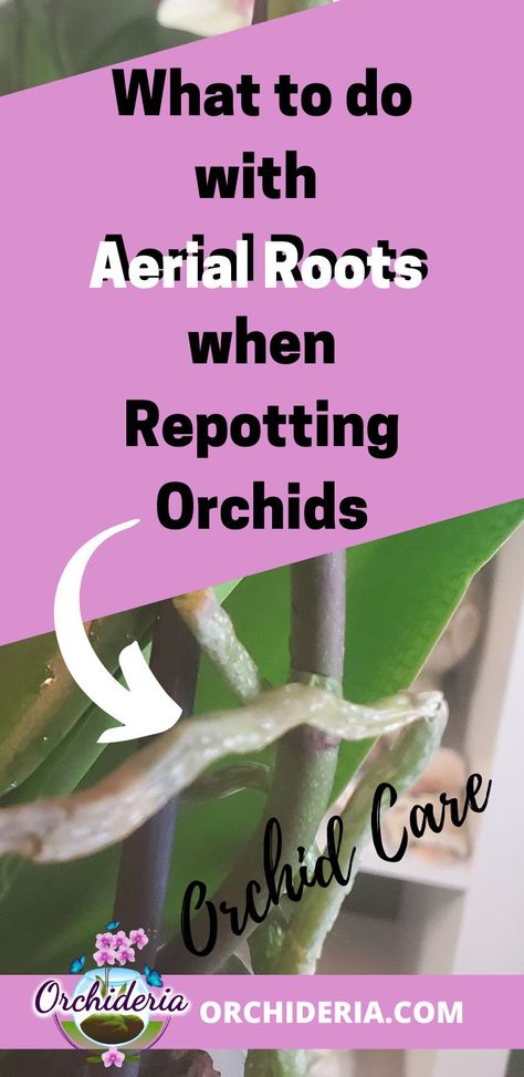 Repotting Orchids, Indoor Orchids, Orchid Plant Care, Care For Orchids, Orchid Roots, Household Plants, Plant Care Houseplant, Growing Orchids, Orchids Garden