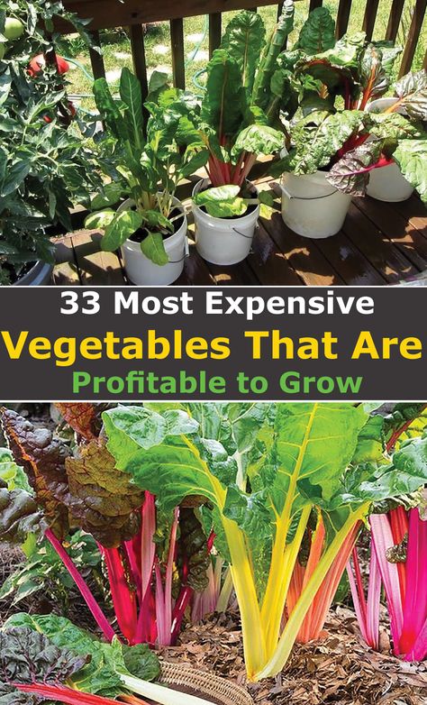 If you are looking for the most profitable vegetables to grow either to sell or for own consumption, then this list of high value vegetables will come in handy.  Besides, space is becoming quite a big deal especially for those of us living urban apartments.  Therefore, it makes sense to choose the crops that take as less space as possible and have a higher dollar value.  The trick is you grow the most expensive vegetables and buy the ones that are cheap to make sure that you save more. Unusual Vegetables To Grow, Best Plants To Grow And Sell, Edible Container Gardening, Staircase Wainscoting, Wedding Dresses Garden, Garden Wedding Dress, House Gardening, Patio Gardens, Food Growing