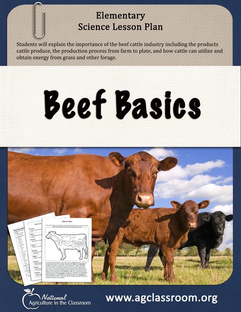 Elementary lesson plan about beef cattle. Learn the production process from farm to plate and how cattle can obtain energy from grass and other forages. Beef Cattle Lessons, 4h Beef Project Ideas, Elementary Agriculture Activities, Agriculture Lessons, Agriculture Education Lessons, Agriculture Classroom, Science Lesson Plans Elementary, Agriculture Education Classroom, Ag Science