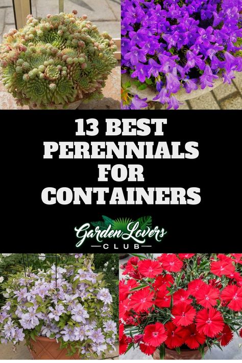 Outdoor Perennial Planter Ideas, Perennials In Planters, Container Perennials Full Sun, Periennal Garden Ideas, Best Plants For Containers, Planting Flowers In Pots Ideas, Flower Pot In Flower Bed, Preannual Flowers Beds, Best Perennials For Pots