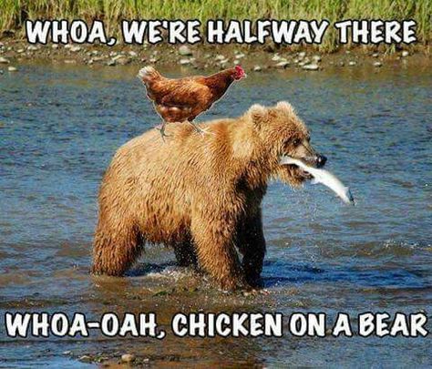 Whoa, we're halfway there. Whoa-oah, chicken on a bear. Misheard Lyrics Funny, Funny Song Lyrics, Funny Lyrics, Misheard Lyrics, Music Puns, Song Memes, Halfway There, Funny Songs, Seriously Funny