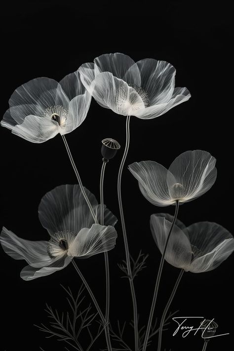 White Poppy Flower Aesthetic, Spider Lily Black And White, Flower Xray, X Ray Flower, Marina Aesthetic, Xray Flower, White Poppy Flower, Murmuration Art, Name Design Art