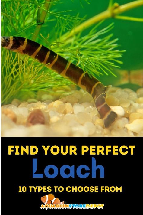 types of loaches Clown Loach, Unique Fish Tanks, Aquarium Store, Diy Aquarium, Freshwater Aquarium, Planted Aquarium, Freshwater Fish, Aquarium Fish, Fish Tank