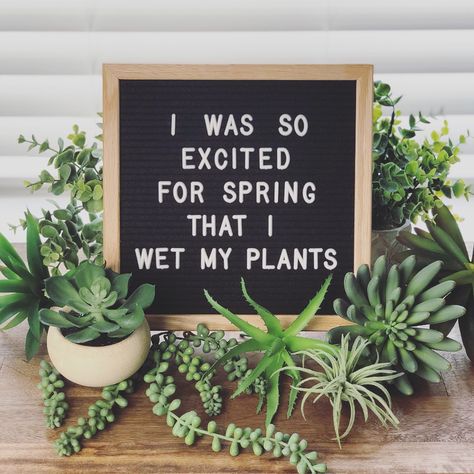 I was so excited for spring that I wet my plants #letterboard #spring #puns #letterboardquotes #letterboardideas #springdecor Spring Letterboard, Spring Puns, Funny Letter Board, Diy Letter Board, Letterboard Signs, I Wet My Plants, Message Board Quotes, Plant Goals, Plants Quotes