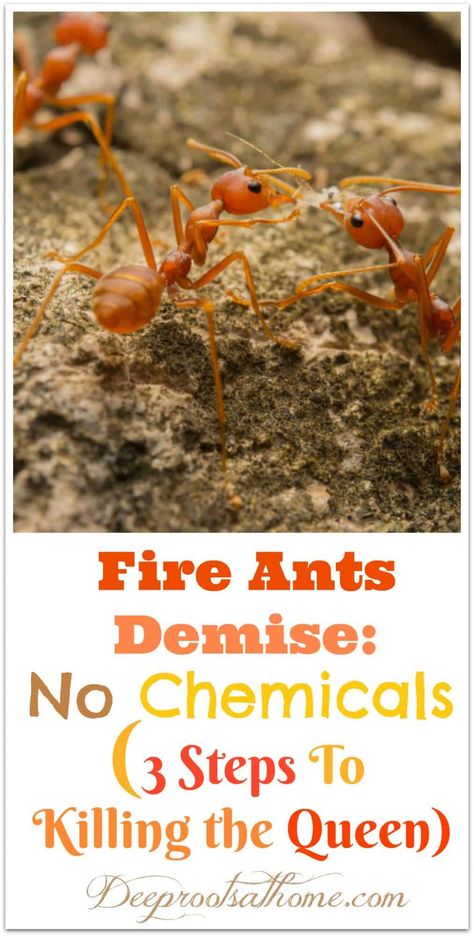 Ants In Garden, Kill Fire Ants, Ant Spray, Fire Ant, Kids Gardening, Red Ant, Ant Control, Kill Ants, Rid Of Ants