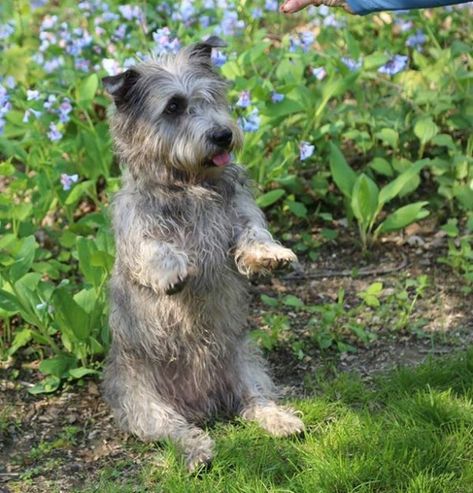 The "Glen Sit" Glen Of Imaal Terriers, Sky Terrier, Best Large Dog Breeds, Irish Dog Breeds, Glen Of Imaal, Dog Types, Glen Of Imaal Terrier, Corgi Pembroke, Highlands Terrier