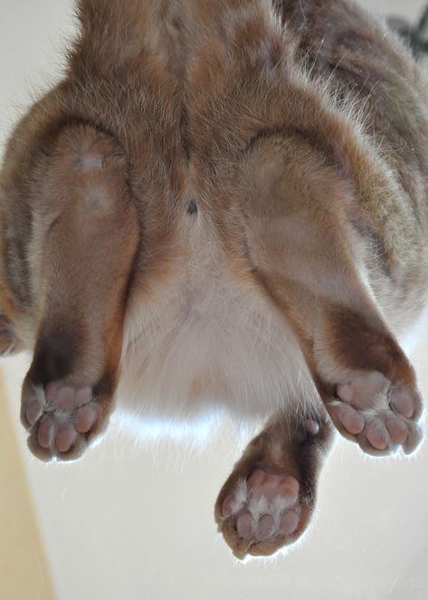 Rabbit Anatomy, Bunny Paws, Feet Drawing, Rabbits Foot, Bunny Embroidery, Bunny Painting, Orange Cats, Year Of The Rabbit, Cat Paws