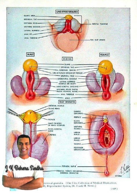 Human Anatomy Book, Anatomy Body Parts, Anatomy Book, Doctor Who Funny, Budget Mom, Health And Fitness Expo, Med School Motivation, Female Reproductive System, Premature Baby