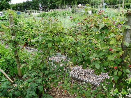 Tayberry - cross between a raspberry and a blackberry its growth habits are certainly more blackberry than raspberry. The canes it sends out are long, really long, up to 9ft. It�s also a biennial cropper which means that it sends out canes one year which then flower and fruit the next. Train it into a panel of wire fencing with one year�s canes which would be bearing the fruit trained in one direction and then the fresh canes it sent up during that growing season trained the other direction. Bushes Along Fence, Blackberry Bushes, Curb Appeal Garden, Permaculture Principles, Wire Fencing, Berry Patch, Fruit Bushes, Wire Fence, Organic Produce